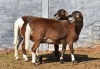 2 x MEATMASTER OOI/EWE JEAN DU PLESSIS (Pay per Piece to take the lot)