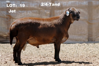 1X RAM ELANDSNEK BOERDERY