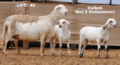 1X OOI MET LAM/EWE WITH LAMB ELANDSNEK BOERDERY