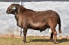 1 x MEATMASTER RAM JEAN DU PLESSIS - 2