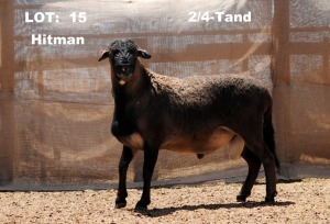 1X RAM ELANDSNEK BOERDERY