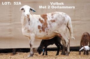 2X OOI MET LAM/EWE WITH LAMB (Per stuk om lot te neem/Per piece to take the lot) ELANDSNEK BOERDERY