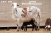 2X OOI MET LAM/EWE WITH LAMB (Per stuk om lot te neem/Per piece to take the lot) ELANDSNEK BOERDERY