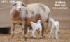 2X OOI MET LAM/EWE WITH LAMB (Per stuk om lot te neem/Per piece to take the lot) ELANDSNEK BOERDERY - 2