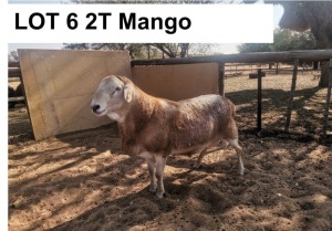 1 x MEATMASTER RAM Mango COENIE VD MERWE