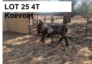 1 x MEATMASTER RAM Koevoet COENIE VD MERWE