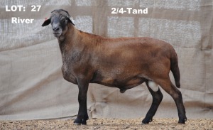 1X RAM ELANDSNEK BOERDERY