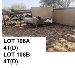 2 x MEATMASTER OOI/EWE PREGNANT COENIE VD MERWE (Pay per Piece to take the lot)