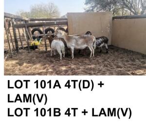 2+2 x MEATMASTER OOI/EWE PLUS LAMB COENIE VD MERWE (Pay per Piece to take the lot)