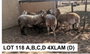 4 x MEATMASTER OOI/EWE PREGNANT COENIE VD MERWE (Pay per Piece to take the lot)