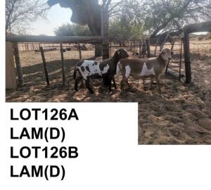 2 x MEATMASTER OOI/EWE PREGNANT COENIE VD MERWE (Pay per Piece to take the lot)