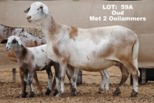 2X OOI MET LAM/EWE WITH LAMB (Per stuk om lot te neem/Per piece to take the lot)ELANDSNEK BOERDERY