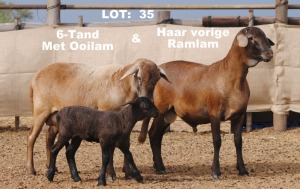 1X OOI MET LAM/EWE WITH LAMB ELANDSNEK BOERDERY