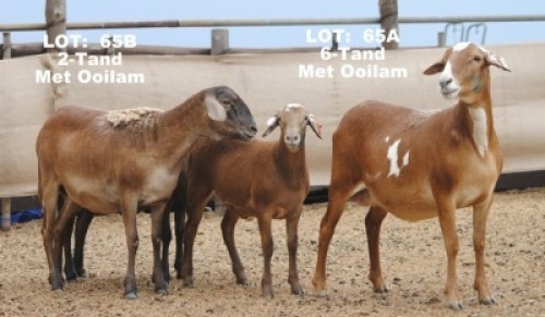 2X OOI MET LAM/EWE WITH LAMB (Per stuk om lot te neem/Per piece to take the lot)ELANDSNEK BOERDERY