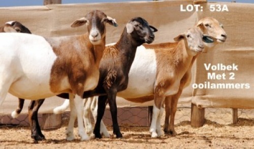 2X OOI MET LAM/EWE WITH LAMB (Per stuk om lot te neem/Per piece to take the lot)ELANDSNEK BOERDERY