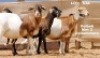 2X OOI MET LAM/EWE WITH LAMB (Per stuk om lot te neem/Per piece to take the lot)ELANDSNEK BOERDERY