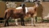 2X OOI MET LAM/EWE WITH LAMB (Per stuk om lot te neem/Per piece to take the lot)ELANDSNEK BOERDERY - 2
