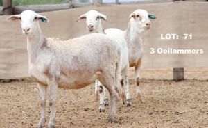 3X OOI/EWE (Per stuk om lot te neem/Per piece to take the lot)ELANDSNEK BOERDERY