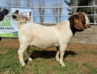 1 x BOERBOK RAM P/STOET