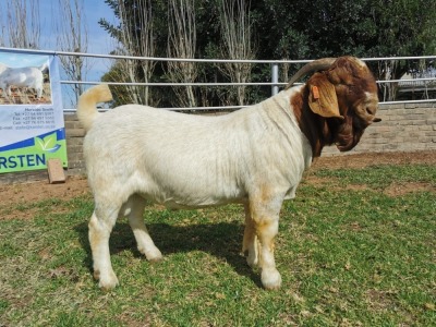 1 x BOERBOK RAM KUDDE