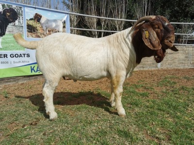 1 x BOERBOK RAM KUDDE