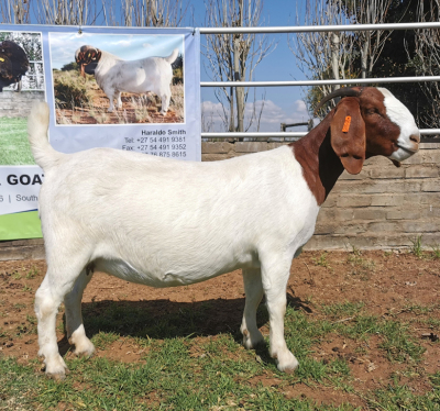 1 x BOERBOK OOI/EWE STOET