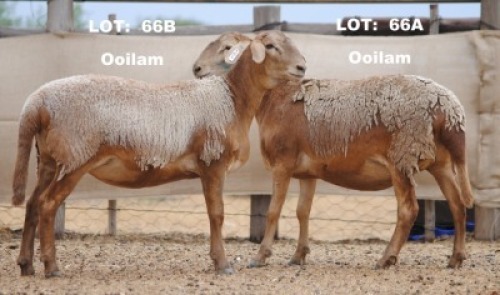 2X OOI/EWE (Per stuk om lot te neem/Per piece to take the lot)ELANDSNEK BOERDERY