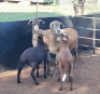 LOT 93 2X MEATMASTER&nbsp;OOI MET LAMMERS/EWE WITH LAMBS OCHRE MEATMASTERS(PER STUK OM LOT TE NEEM/PER PIECE TO TAKE THE LOT)