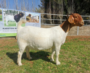 1 x BOERBOK OOI/EWE KUDDE