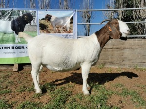 1 x BOERBOK OOI/EWE STOET