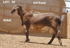 1X RAM ELANDSNEK BOERDERY