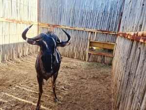 Hok/Pen JOBEDI - 22 1X BLOUWILDEBEES M:1 LEGEND WILDLIFE SERVICES