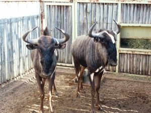 Hok/Pen JOBEDI - 10 2X BLOUWILDEBEES M:2 LEGEND WILDLIFE SERVICES (Per Piece to take the lot/Per stuk om lot te neem)