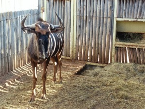 Hok/Pen JOBEDI - 14 1X BLOUWILDEBEES M:1 LEGEND WILDLIFE SERVICES