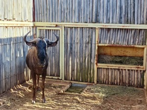 Hok/Pen JOBEDI - 16 1X BLOUWILDEBEES M:1 LEGEND WILDLIFE SERVICES