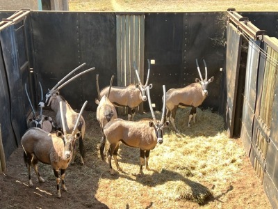 Hok/Pen C2 7X GEMSBOKKE M:3 F:4 KUDU RANCH (Per Piece to take the lot/Per stuk om lot te neem)