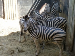 Hok/Pen D8 4X ZEBRA M:2 F:2 ADEN BOERDERY (Per Piece to take the lot/Per stuk om lot te neem)