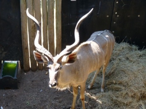 Hok/Pen A4 1X KOEDOE M:1 KUDU RANCH
