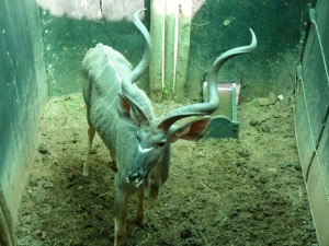 Hok/Pen B12 1X KOEDOE M:1 KUDU RANCH