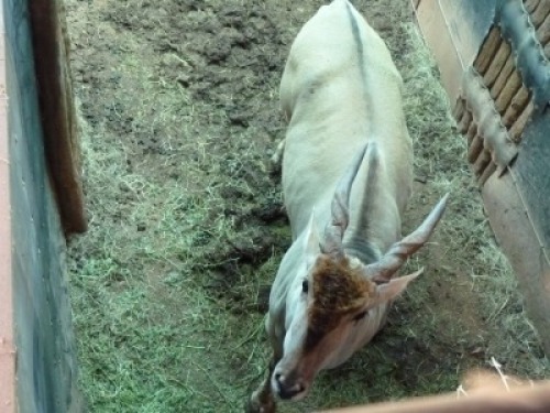 Hok/Pen B19 1X ELAND M:1 ADEN BOERDERY