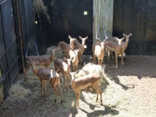 Hok/Pen E8 10X ROOIBOKKE M:2 F:8 ADEN BOERDERY (Per Piece to take the lot/Per stuk om lot te neem)