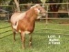 1X RAM Klein Kalahari Meatmasters - 2