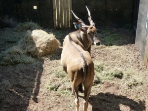 Hok/Pen G6 1X ELAND KUDU RANCH 