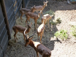 Hok/Pen G7 7X ROOIBOKKE M:7 KUDU RANCH (Per Piece to take the lot/Per stuk om lot te neem)