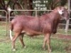 1X RAM Klein Kalahari Meatmasters