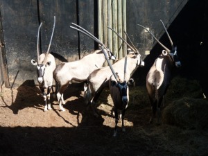 Hok/Pen H6 5X GEMSBOKKE M:3 F:2 KUDU RANCH (Per Piece to take the lot/Per stuk om lot te neem)