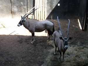 Hok/Pen H7 2X GEMSBOKKE M:2 KUDU RANCH (Per Piece to take the lot/Per stuk om lot te neem)