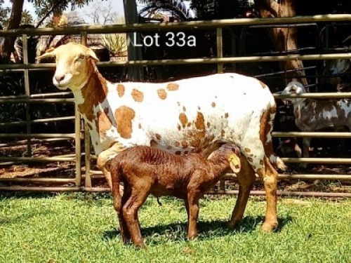 2X OOI MET LAM/EWE WITH LAMB (Per stuk om lot te neem/Per piece to take the lot)Klein Kalahari Meatmasters