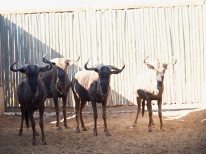 Hok/Pen THABA MANZI-49 2X BLOUWILDEBEES M:2 THABA MANZI AVIATION SERVICES (Per Piece to take the lot/Per stuk om lot te neem)