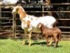 2X OOI MET LAM/EWE WITH LAMB (Per stuk om lot te neem/Per piece to take the lot)Klein Kalahari Meatmasters - 2